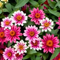 Zinnia angustifolia Mix-Циния, снимка 3 - Градински цветя и растения - 45749583