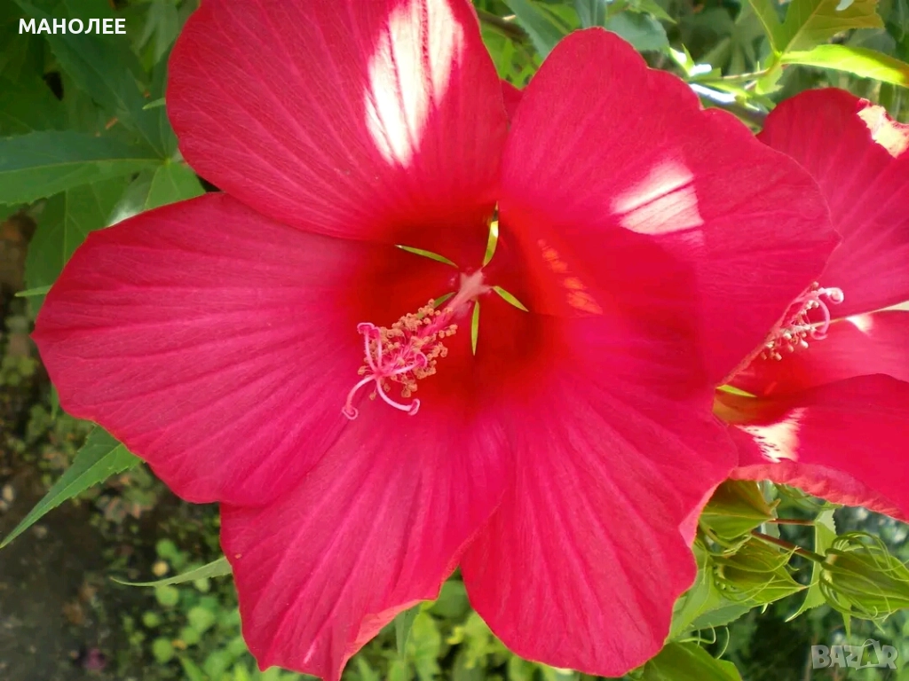 🌺🌺🌺Градински хибискус-студоустойчив🎁✨💐, снимка 1