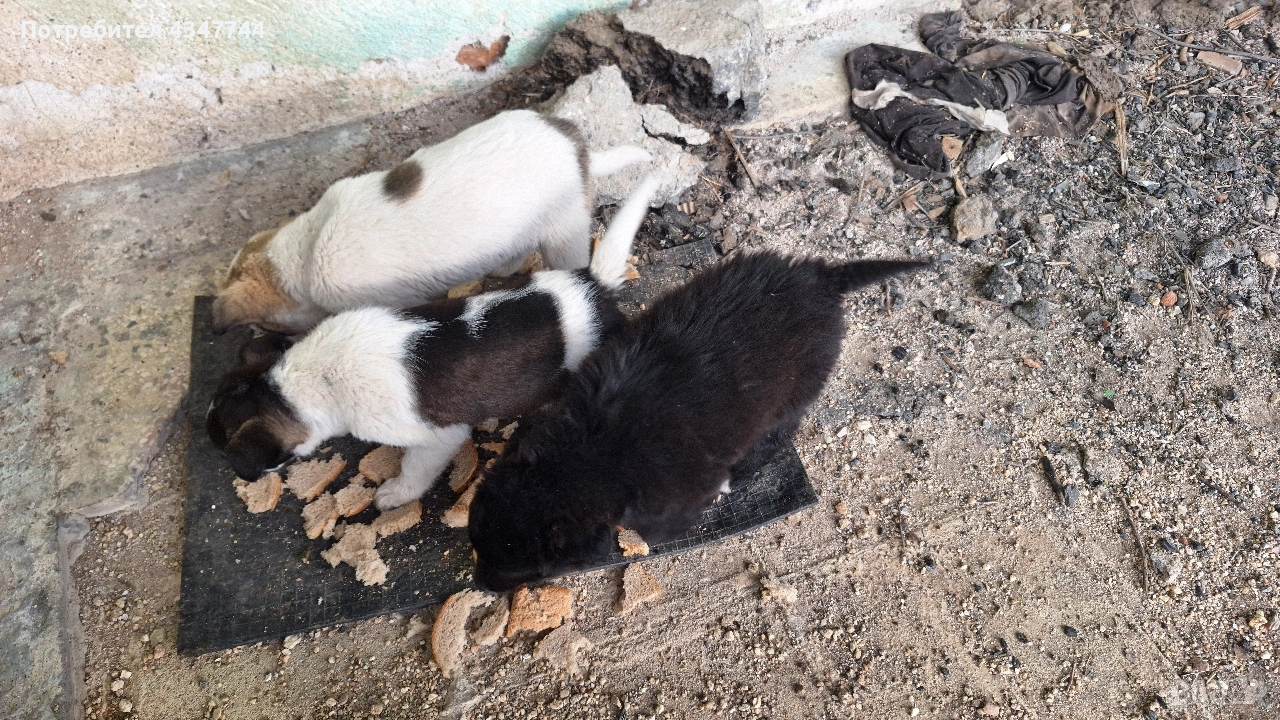 Подаряват се 6 малки кученца. , снимка 1