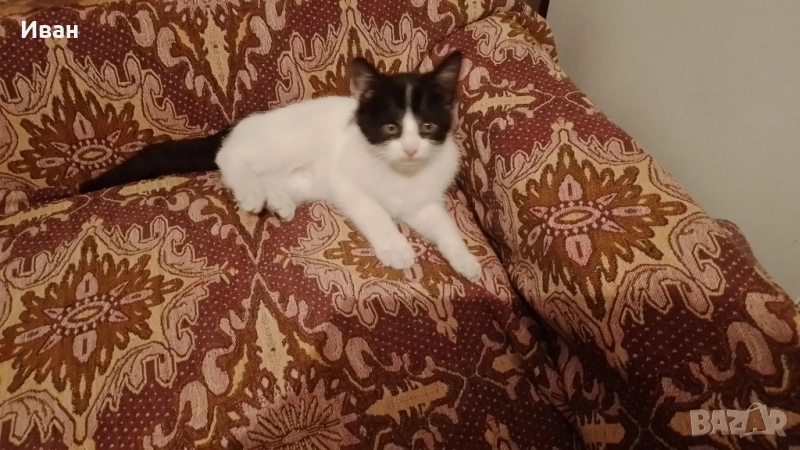 Подарява се малко котенце, снимка 1