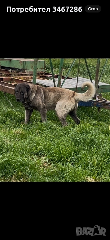 Мъжки Кангал, снимка 1