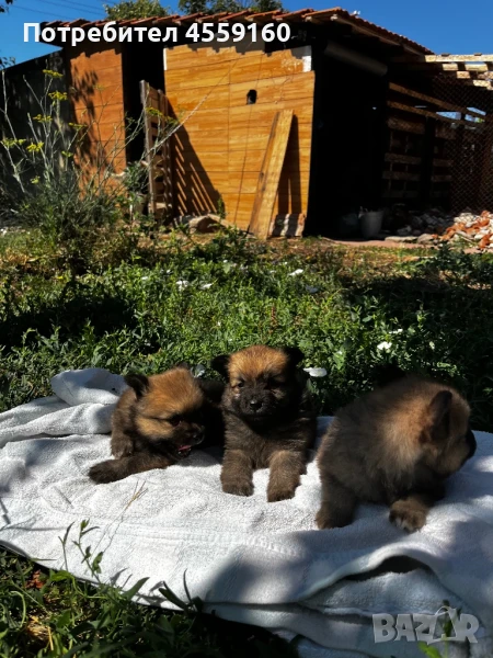Кученца-немски шпиц померан, снимка 1