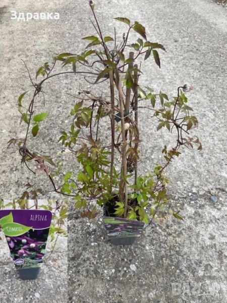 Клематис , снимка 1