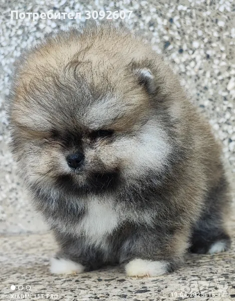 Померан момче, снимка 1