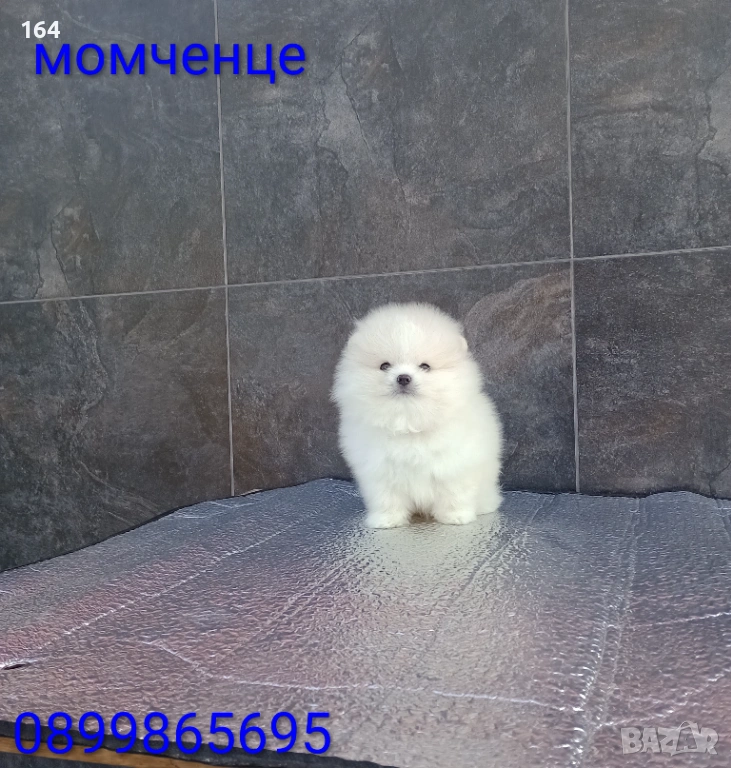 Померан. Реални снимки от 19.01.26 г., снимка 1