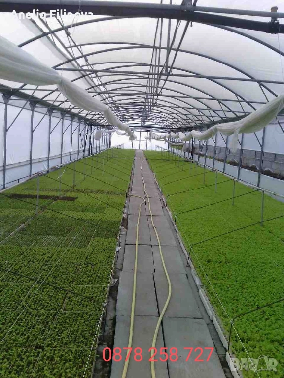 Продавам разсад за Пипер и Домати , снимка 1