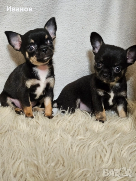 Чихуахуа мини момичета , снимка 1