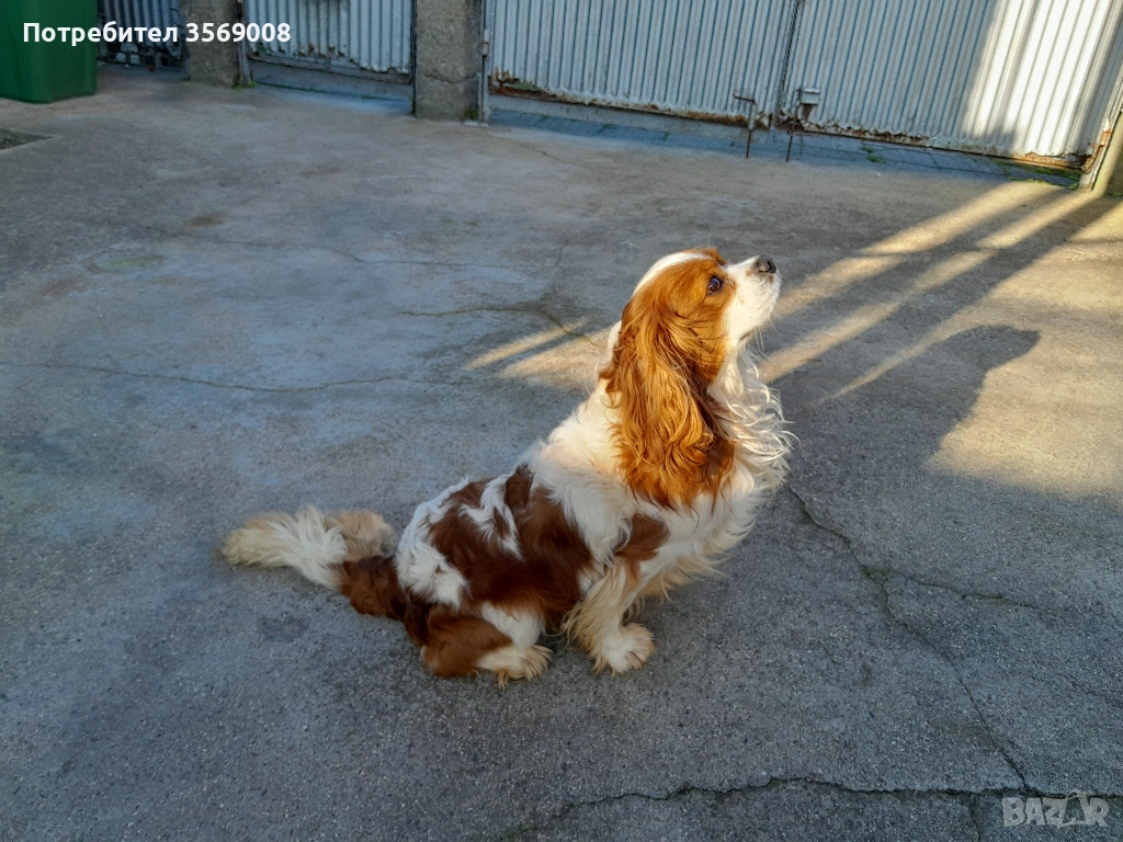 Кавалер кинг чарлз шпаньол, снимка 1