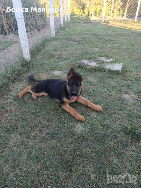 Продавам немски овчарки , снимка 1