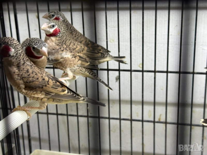 Продавам червеногърли амадини , снимка 1