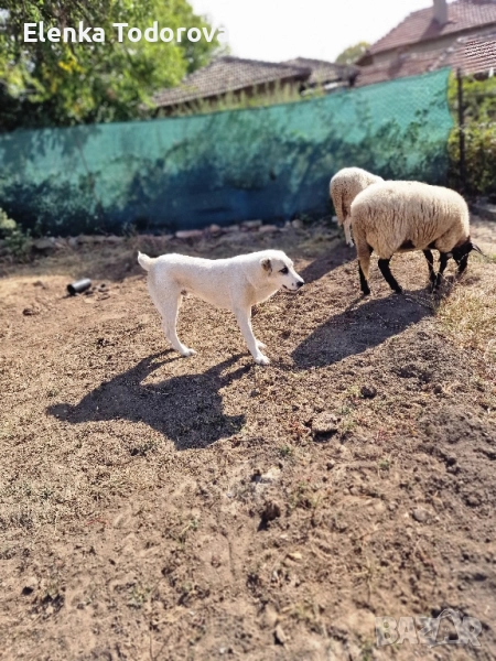 продавам мъжко алабайче родителите може да се видят на място , снимка 1