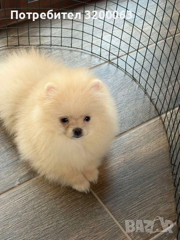 Померан мини мъжко , снимка 10 - Померан - 53726000
