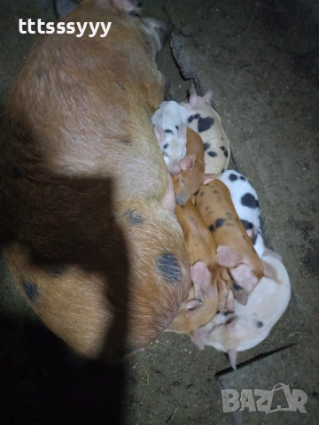 Продавам прасета .малки 150-200. Големи 600- 1100лв, снимка 5 - Прасета - 52770404