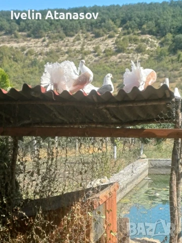 Фенерлии, снимка 9 - Гълъби - 50673891