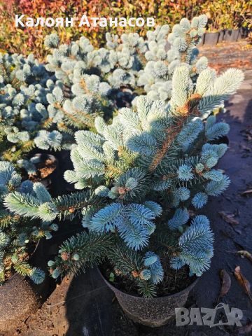 Picea pundens'Glauca Globosa , снимка 1 - Разсади - 45286329