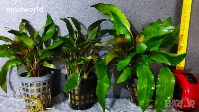 "Безплатна доставка" Криптокорина – Cryptocoryne species green, снимка 3 - Оборудване за аквариуми - 47534746