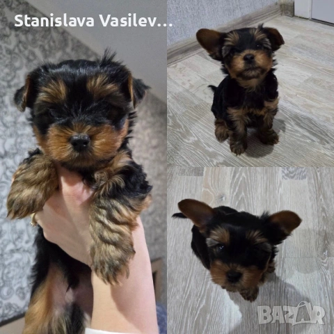 Бебе Йорки момченце