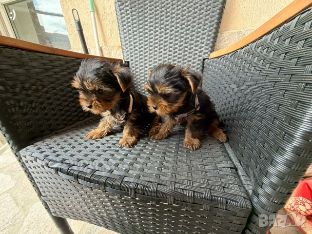 Йоркширски териер актуално от 31.3.2026, снимка 5 - Йоркширски териер - 54037397