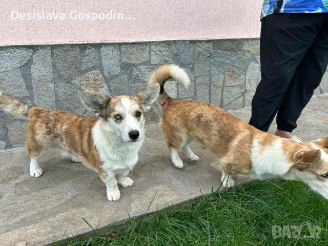 Куче Корги Cardigan Welsh Corgi, снимка 8 - Други - 46965328