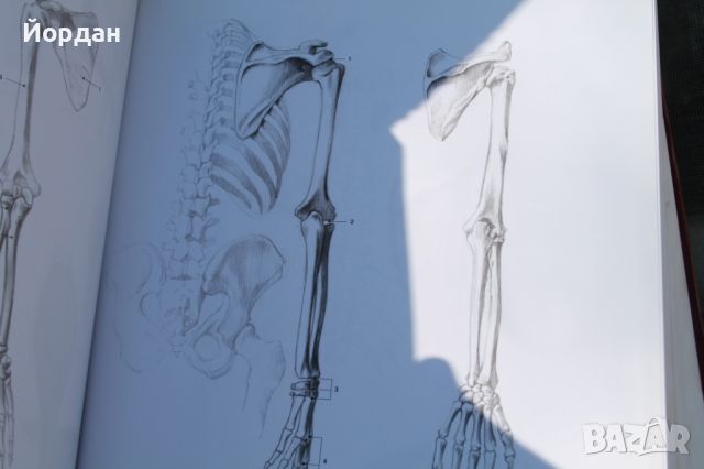 Учебник по рисуване ''Anatomy drwaing school'', снимка 11 - Специализирана литература - 45964234