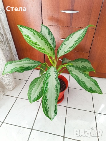 Сциндапсус, Бенджамин и други цветя 