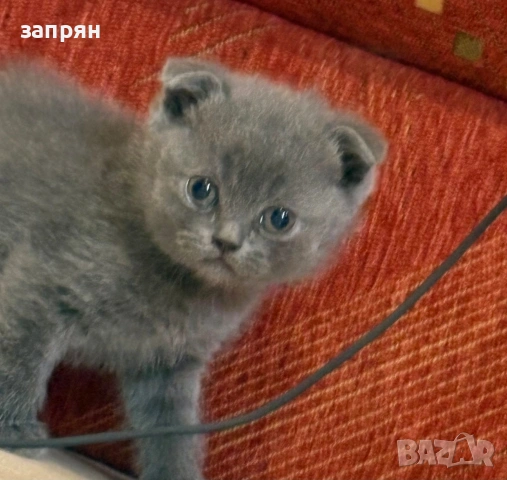 британски котенца, снимка 8 - Британска късокосместа - 53327267