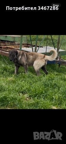 Мъжки Кангал