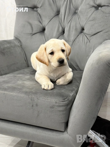 Чистокръвни Лабрадор Ретривар:, снимка 4 - Лабрадор ретривър - 53566617