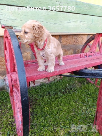 Кокер шпанол, снимка 2 - Кокер шпаньол - 53848300