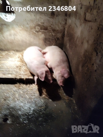 80 кг женско и 3 бр малки 30 кг, снимка 2 - Прасета - 53748391