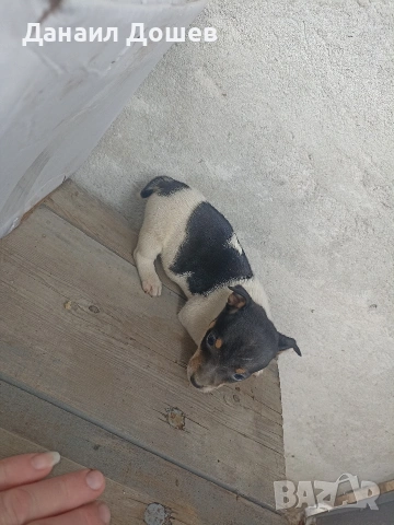 продавам Джак ръселчета, снимка 2 - Джак ръсел териер - 53485040