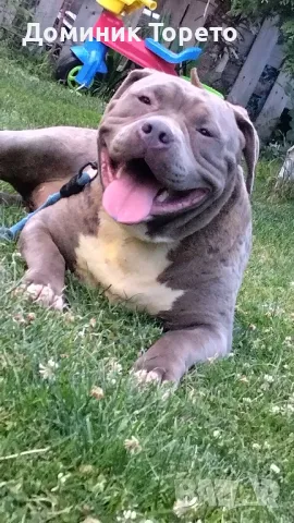 American bully xl, снимка 9 - Други - 46970498