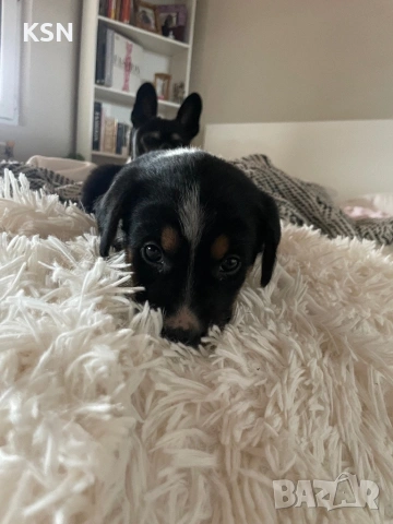 Кученце , снимка 7 - Други - 54062932