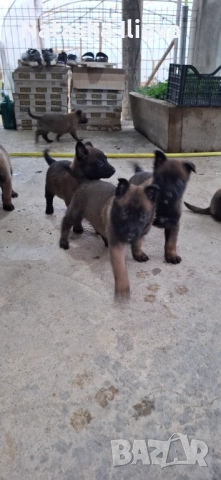  Белгийска овчарка малиноа , снимка 4 - Белгийска овчарка - 52859706