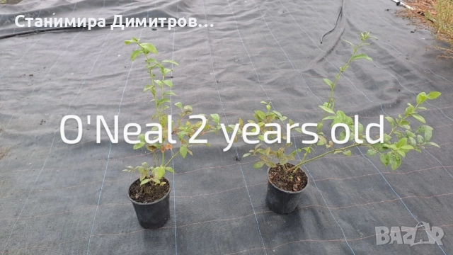 Разсад боровинки , снимка 6 - Разсади - 50801234