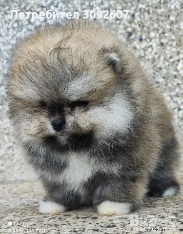 Померан момче