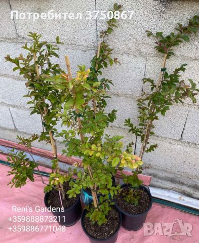 Индийският люляк (Lagerstroemia indica) , снимка 2 - Градински цветя и растения - 46532253