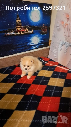 Померан, снимка 2 - Померан - 53011352