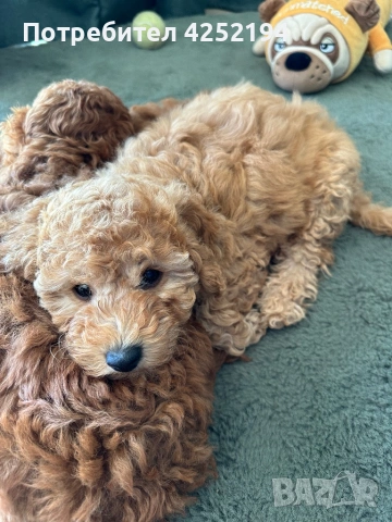 Пудел мини женско , снимка 2 - Пудели - 53865689