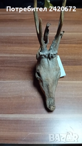 глава на елен сика, снимка 6 - Други ценни предмети - 52386067