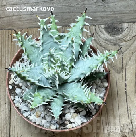 Aloe melanacantha v. erinacea, снимка 2 - Стайни растения - 48022688