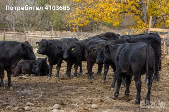 Продавам телета и крави порода Абърдийн Ангъс (Блек Ангъс), снимка 3 - Крави - 45824174