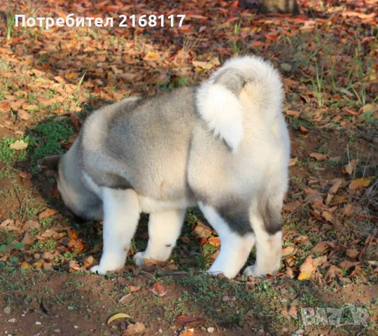 американска акита kученце, снимка 6 - Акита - 52153569