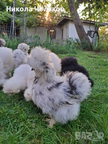 Американски копринки яйца , снимка 3 - Кокошки и пуйки - 54220790