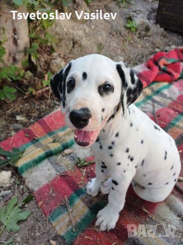 Чистокръвни Далматинци Кучета / Purebred Dalmatian Dogs, снимка 1 - Далматинец - 46364423