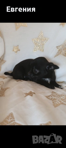 Кученца Чихуахуа , снимка 4 - Чихуахуа - 53931719