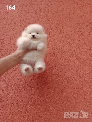 Бели Померани. Реални снимки !!! , снимка 6 - Померан - 54126669