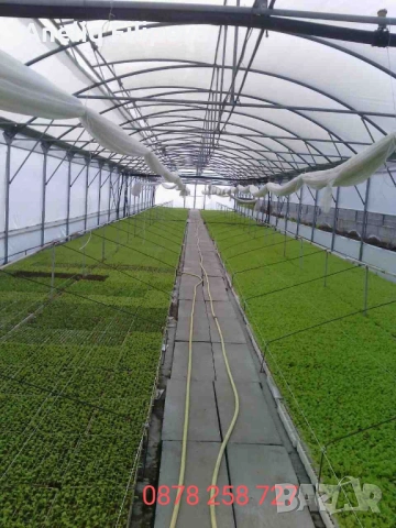 Продавам разсад за Пипер и Домати 