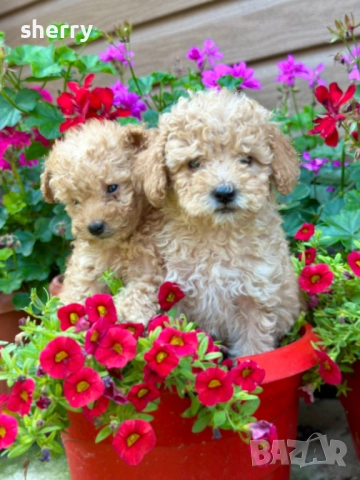 Пудел той , снимка 4 - Пудели - 52469774