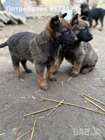 Белгийски овчарки Малиноа, снимка 3 - Белгийска овчарка - 53582487